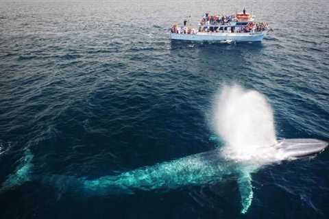 Top 6 Best Whale Watching in Los Angeles (+Tips)