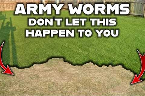 Here's how to keep ARMY WORMS from destroying your LAWN! Simple steps to protect your green grass.
