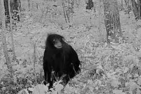 Deep Woods Camera Records Unknown Animal!