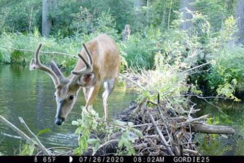 Guardians of the Swamp - A trail camera compilation