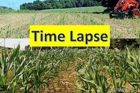 Corn food plot trail cam time lapse Southern Illinois land