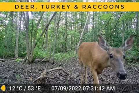 One Week at a Vernal Pool: Part 5 (Trail Cam Video)