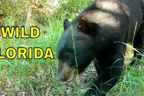 My First Florida Wildlife Videos: Trail Camera Pickups in the Sunshine State
