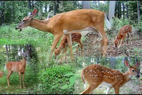 ULTIMATE CUTE BABY DEER FAWNS in Pennsylvania Woods - caught on Trail Camera