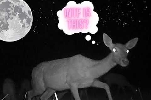 My FIRST TRAIL CAMERA in the WOODS! What Will Happen?