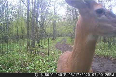The bachelor group of 2020! Trail camera videos!