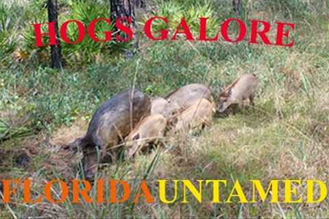Green Swamp FL - HOGS GALORE - Browning Trail/Game Camera Video Footage - Coyote and His Kill - 2021