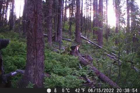 Trail Camera Video July 22, 2022