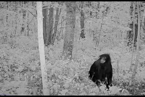 THIS CREATURE WAS CAUGHT ON TRAIL CAM!! - Game Hunter Shares A Unknown Creature Recorded On Camera!!