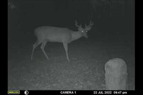 Trail Camera Videos July 2022 - Plus Trail Camera Contest for August.  Detail at End.