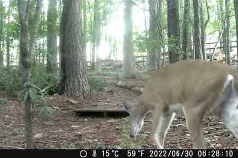 Backyard Trail Cam Wildlife Footage