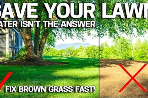 REAL REASON your LAWN is BROWN &amp; IT'S NOT WATER!