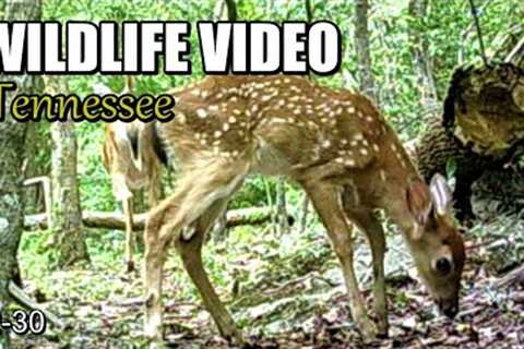 Narrated Wildlife Video 22-30 from Trail Cameras in the Tennessee Foothills of the Smoky Mountains