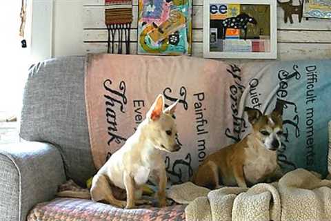 Chihuahua And Chiweenie Vikeri B1 Trail Camera Timelapse