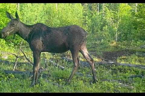 Trail Camera Video – June 28, 2022