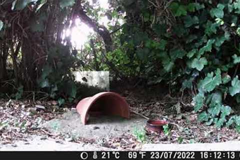 Garden Trail Camera - Penny's Garden - part three