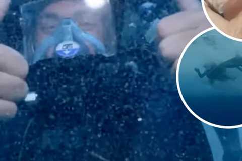 Jackass Stars Return to Shark-Filled Waters After Surviving Nasty Shark Attack: 'I Thought I Was..