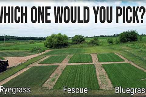 Which GRASS TYPE Is BEST For You And Your Lawn??