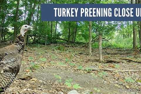 Turkeys Preen on Trail Cam (Tom and Hen Close Up)