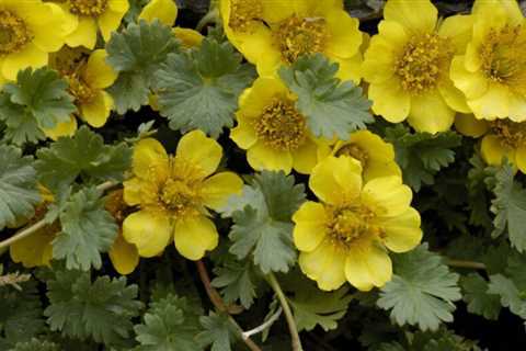Creeping Avens: How to Grow and Care for Geum Reptans