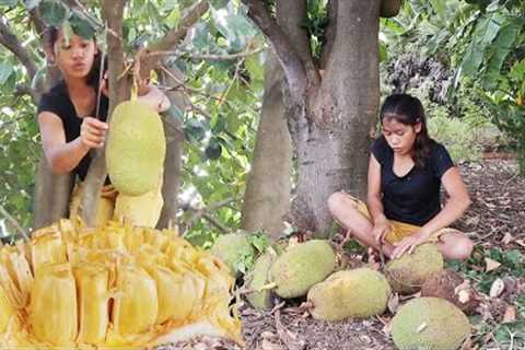 Natural ripe jackfruit for snack - Survival solo in forest