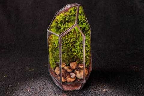 Live Moss Forest in a Glass House (Moss Terrarium)