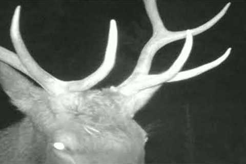Lost Trail Cam Footage! 2020 Elk Videos
