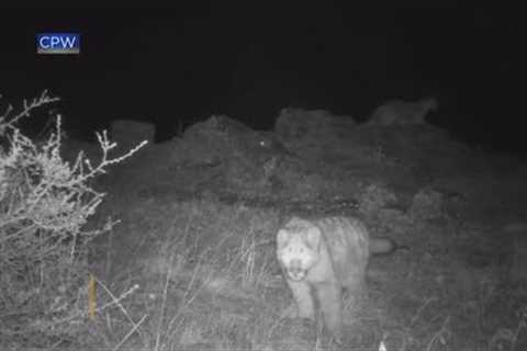 Trail cam records young mountain lion practicing stalking skills