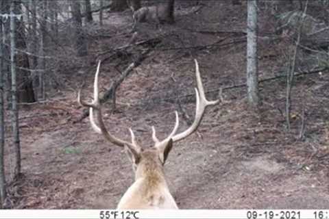 Trail Camera Video Oct 10, 2021