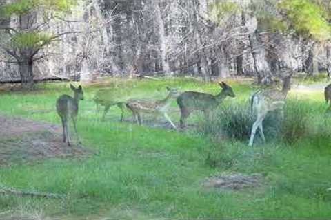 Rutting fallow buck caught on trail camera during rut.