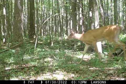 Michigan Trail Camera Critters 073022