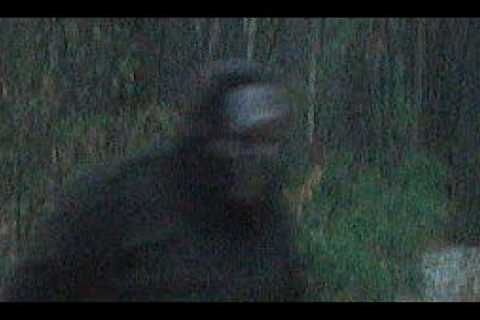 Wildlife Bigfoot Trespassers Trail Cam Pictures