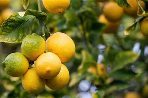 10 Best Plants To Grow in a Greenhouse
