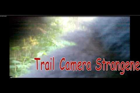 Trail Camera Captures July - Strange Lights &amp; Baby Porcupine