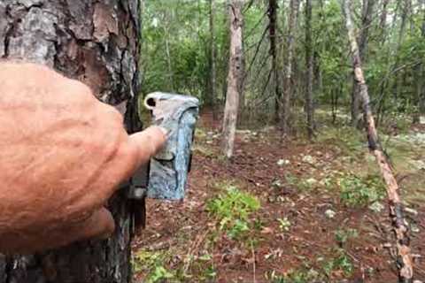 Trail Camera Was Torn Off The Tree