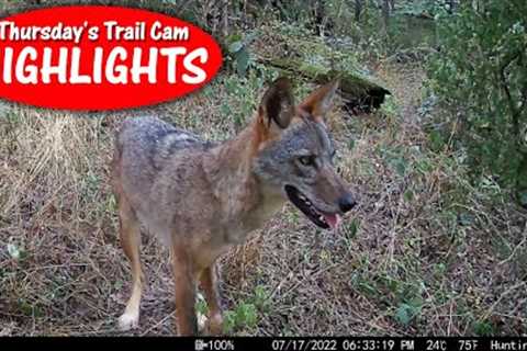 It's BACK: Limping Coyote on the daytime hunt! Thursday's Trail Cam Highlights: 8.4.22