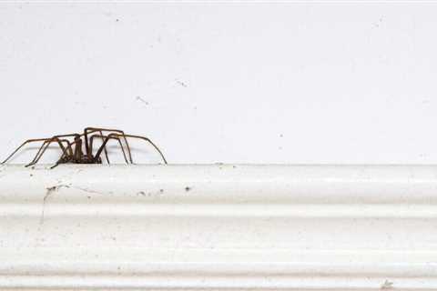 How To Keep Spiders Out of Your House