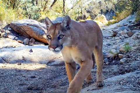 Trail Camera Setup and Pickup: A Spring Among the Pines (My First Video of a Mountain Lion Hunting!)