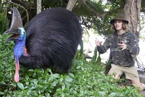 Surviving 7 DAYS with DINOSAURS! (Cassowary/Koala/Tree Kangaroo) Part 1