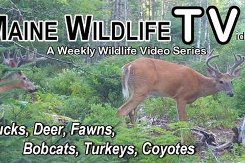 Deer/Bucks/Fawns/Bobcat/Turkey/Coyotes/Maine Wildlife Trail Video/Trail Cam/Wilderness