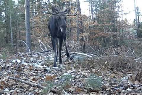 Trail Cam Videos-Gardepro Edition