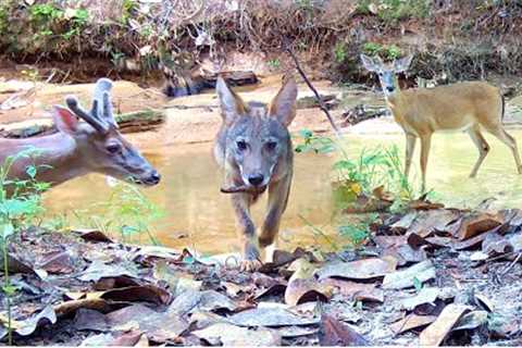 Trail Camera Setup and Pickup: Wildlife Down in the Holler