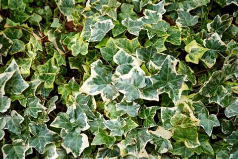 How to Kill English Ivy and Ensure This Invasive Plant Stays Gone for Good