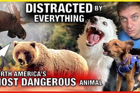 How to Train “Stay” Around EXTREME Distractions! This really scared me. ￼