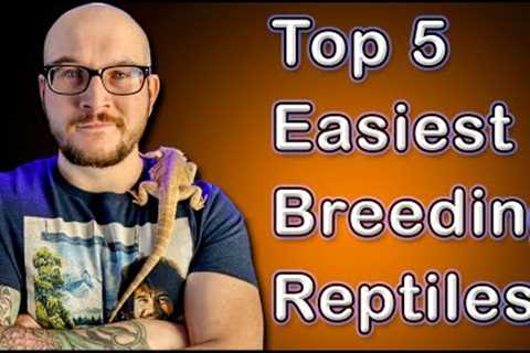 Top 5 EASIEST Reptiles To Breed | But You Probably Shouldn't...