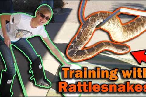 Professionally Training with Venomous Reptiles!