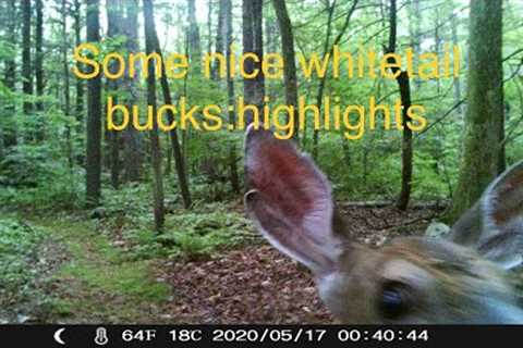 Lost trail camera footage of some nice whitetail bucks