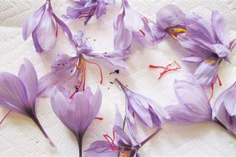 How To Grow Saffron