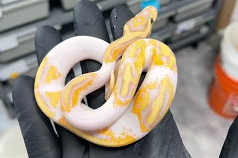 Did we get a 2 for 1 | ball Python breeding