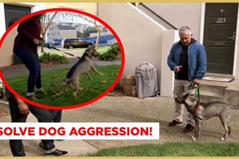 How to Solve Dog Aggression! (Dog Nation)